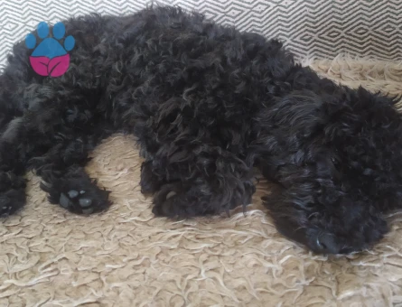 KARAM  kızımıza  eş bakıyoruz.