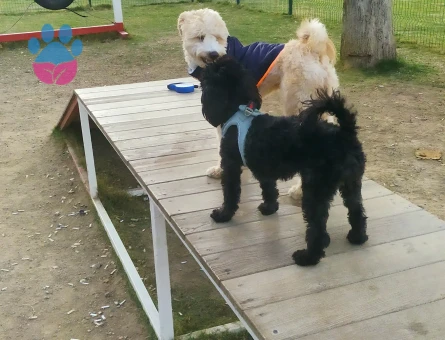 KARAM  kızımıza  eş bakıyoruz.