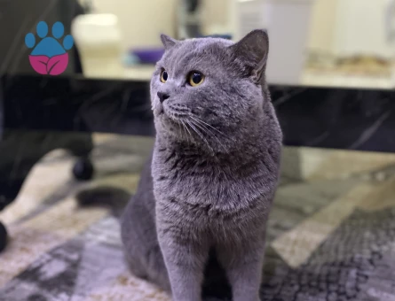 British Shorthair 3 Yaşında Kedime Aşıları Tam Saglıklı Eş Arıyorum