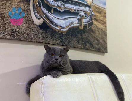 British Shorthair 3 Yaşında Kedime Aşıları Tam Saglıklı Eş Arıyorum