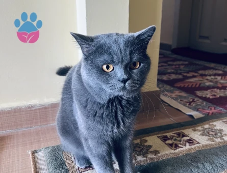 Kedim Oscar a Dişi Eş arıyorum