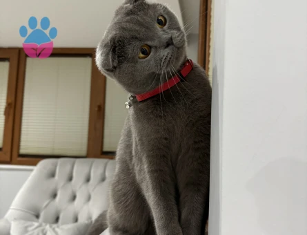 kızgınlıkta acil es ariyoruz 1.5 yasında dişi miosumuz