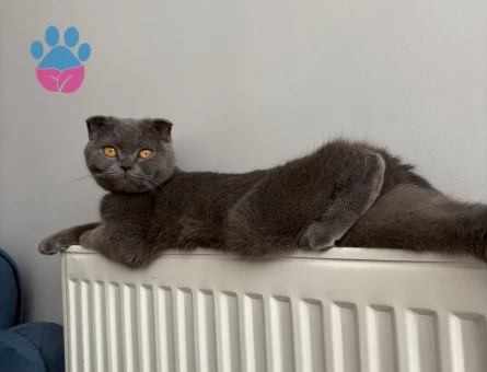 kızgınlıkta acil es ariyoruz 1.5 yasında dişi miosumuz