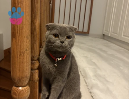 kızgınlıkta acil es ariyoruz 1.5 yasında dişi miosumuz