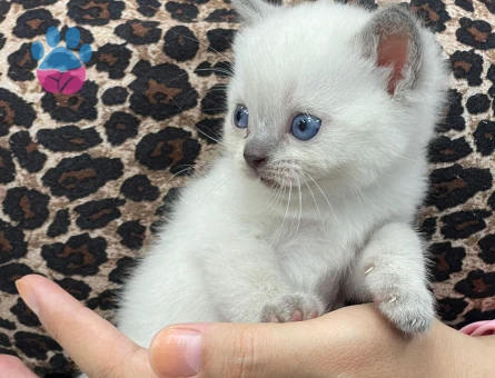 British Shorthair Kedim Eş Arıyor