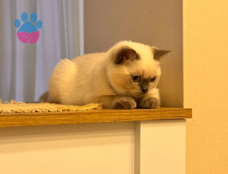 British Shorthair Kedim Eş Arıyor