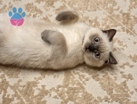 British Shorthair Kedim Eş Arıyor