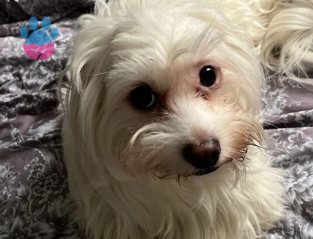 Kıvanç tatlıtuğ minvalinde yakışıklılığa sahip oğlana eş arıyoruz