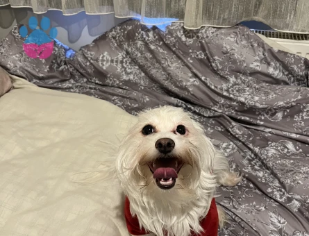 Kıvanç tatlıtuğ minvalinde yakışıklılığa sahip oğlana eş arıyoruz