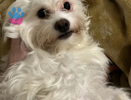 Kıvanç tatlıtuğ minvalinde yakışıklılığa sahip oğlana eş arıyoruz