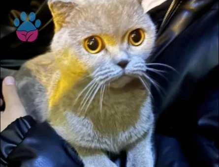 1.5 yaşında scotish dişi kedimiz var tercihen aynı tür ve açık tonlu eş adayları