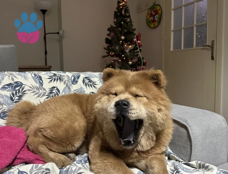 İzmirde dişi chowchow arıyoruz