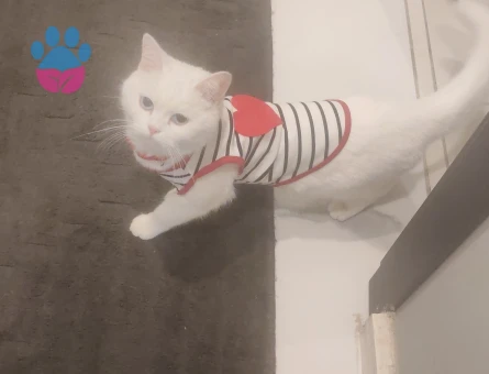 Dişi beyaz british 1 yaş  güzel kedime eş arıyorum