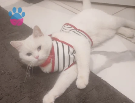 Dişi beyaz british 1 yaş  güzel kedime eş arıyorum