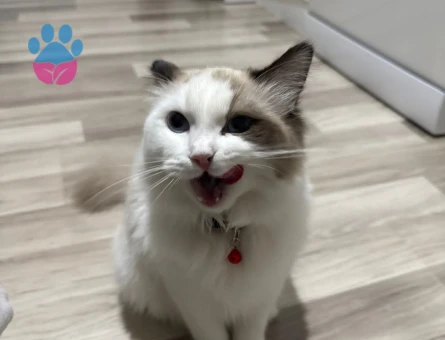 DİŞİ KEDİM İÇİN EŞ ARIYORUZ