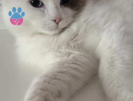 DİŞİ KEDİM İÇİN EŞ ARIYORUZ