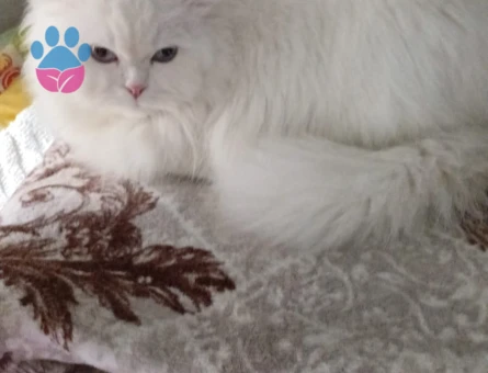 Chinchilla İran kedisi Eş arıyorum