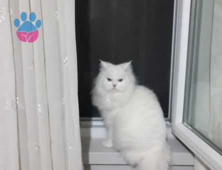 Chinchilla İran kedisi Eş arıyorum