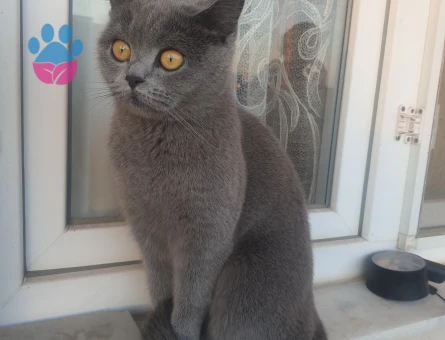 Kızımıza damat arıyoruz