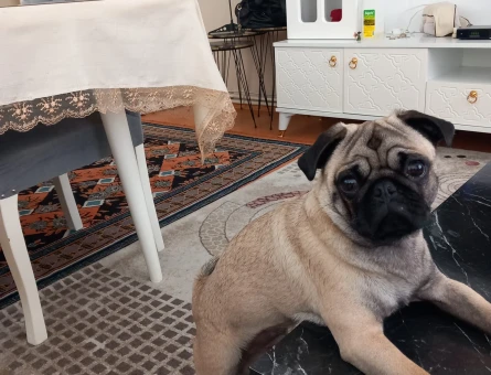 Pug köpeğimize eş arıyoruz - 118974356