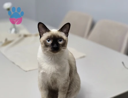 Kedi eş bulma