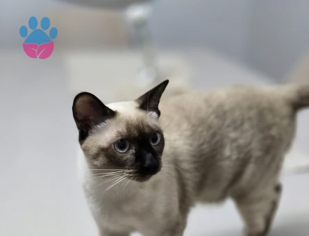 Kedi eş bulma