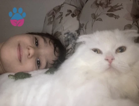 Scottish Fold Longhair Erkek Kedime Eş Arıyorum