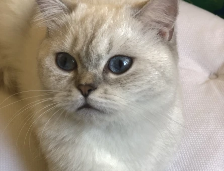 British Shorthair Kızıma eş arıyorum - 118974366
