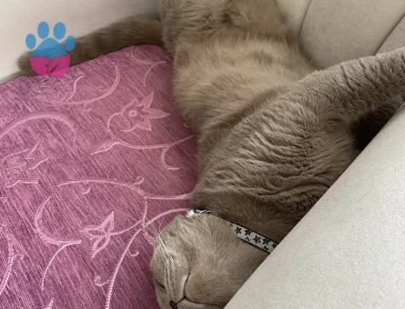 Scottish Fold 2 Yaşında Kedime Eş Arıyorum