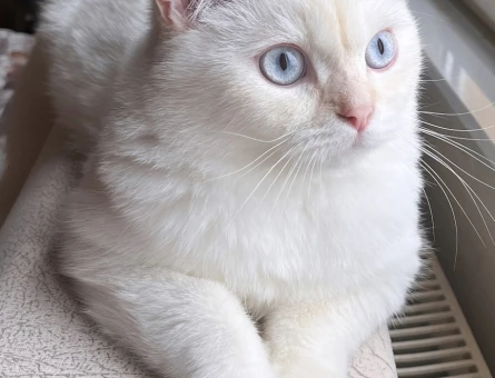 British Shorthair Oğluma Eş Arıyorum 1 Yaşında - 118974369