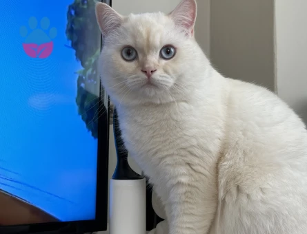 British Shorthair Oğluma Eş Arıyorum 1 Yaşında