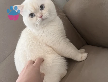 British Shorthair Oğluma Eş Arıyorum 1 Yaşında