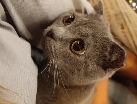 Scottish Fold Erkek Kedime Eş Arıyorum - 118974370