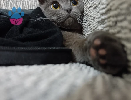 Scottish Fold Erkek Kedime Eş Arıyorum