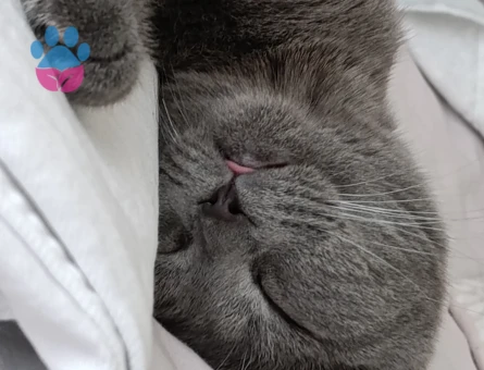 Scottish Fold Erkek Kedime Eş Arıyorum