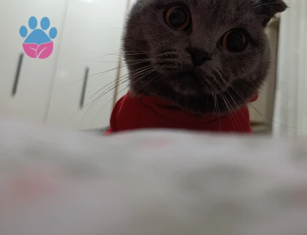 Scottish Fold Erkek Kedime Eş Arıyorum