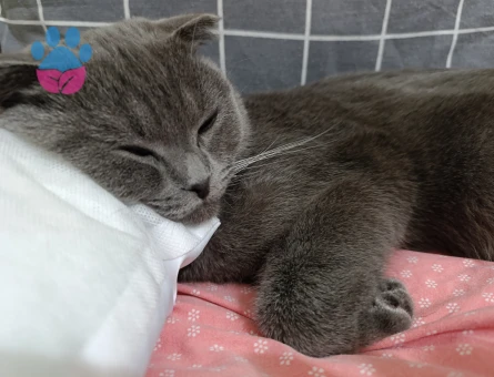 Scottish Fold Erkek Kedime Eş Arıyorum
