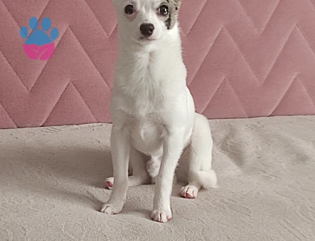 Chihuahua 1 Yaşında Eş Arıyor