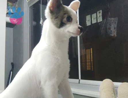 Chihuahua 1 Yaşında Eş Arıyor