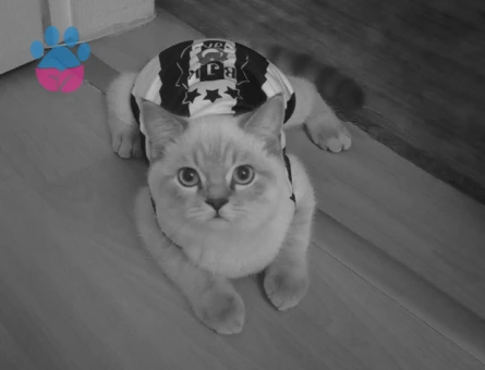 British Shorthair Kedime Eş Arıyoruz