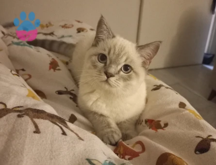 British Shorthair Kedime Eş Arıyoruz
