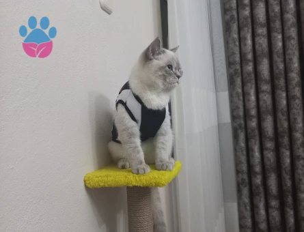 British Shorthair Kedime Eş Arıyoruz