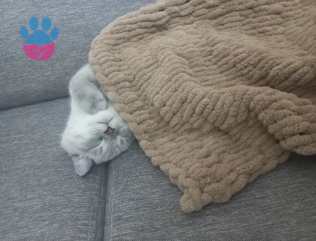 British Shorthair Kedime Eş Arıyoruz