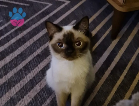 Siyam Kedim Eş Arıyor