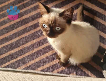 Siyam Kedim Eş Arıyor