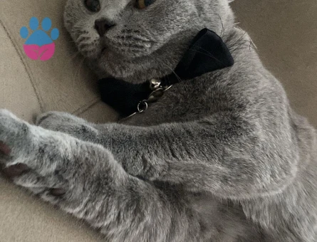 British Shorthair Kedime Eş Arıyorum 1,5 Yaşında
