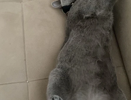British Shorthair Kedime Eş Arıyorum 1,5 Yaşında - 118974380