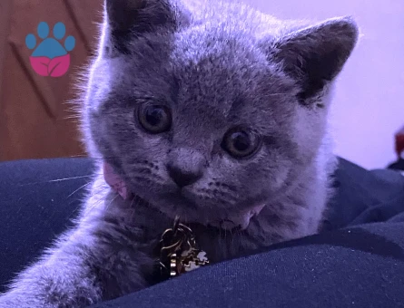 British Shorthair Kedime Eş Arıyorum 1,5 Yaşında