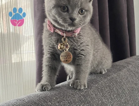 British Shorthair Kedime Eş Arıyorum 1,5 Yaşında