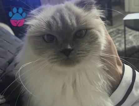 Scottish Straight 2 Yaşında Kedime Eş Arıyorum